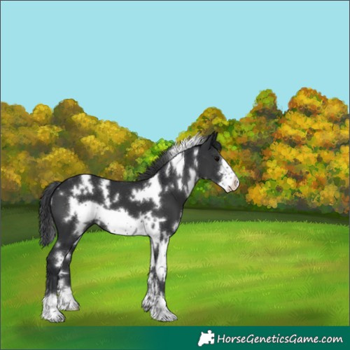 Horse Color:White Spotted Black Frame 