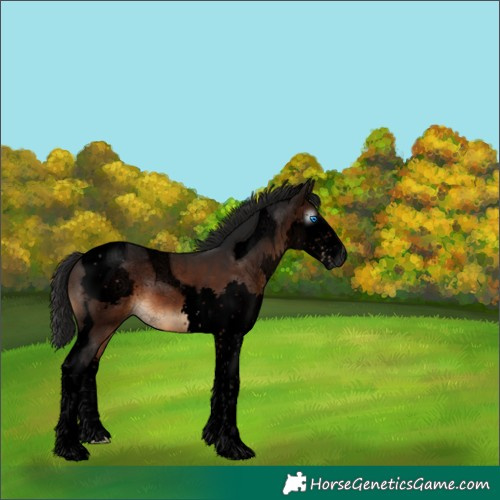 Horse Color:Gray Void Bay Splash Tobiano 