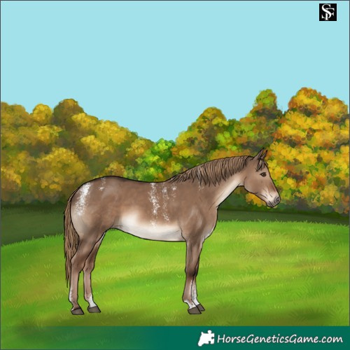 Horse Color:Powder White Liver Red Dun 