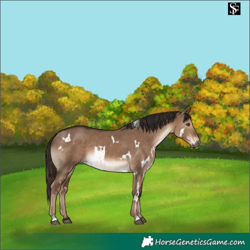 Horse Color:White Spotted Liver Red Dun 