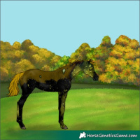 Horse Color:ERROR: UNKNOWN ANOMALY