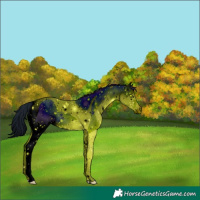 Horse Color:ERROR: UNKNOWN ANOMALY