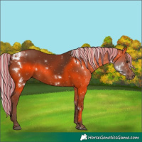 Horse Color:Painted White Spotted Silver Bay Rabicano 