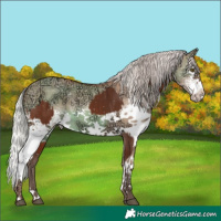 Horse Color:Silver Brown  and White Spotted Silver Classic Champagne Ice Dun Splash Rabicano 