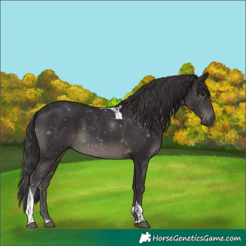 Horse Color:Smoky Black Tobiano 