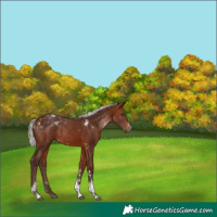 Horse Color:Silver Brown Tobiano 