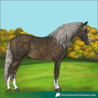 Horse Color:Silver Buckskin 