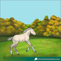 Horse Color:Silver Buckskin Dun Tobiano 