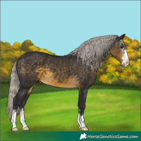 Horse Color:Silver Buckskin 