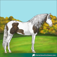 Horse Color:Silver Buckskin Splash Tobiano