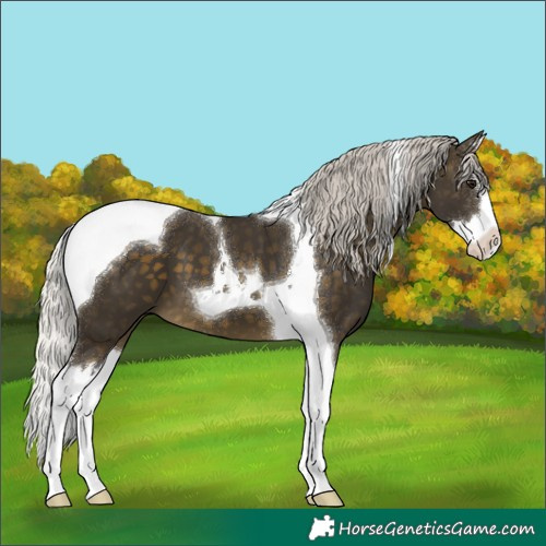 Horse Color:Silver Buckskin Splash Tobiano 