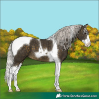 Horse Color:Silver Buckskin Splash Tobiano