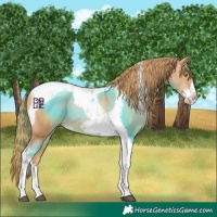 Horse Color:Chestnut Snowdrop Tobiano Frame