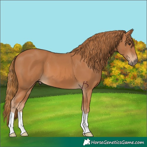 Horse Color:Chestnut 