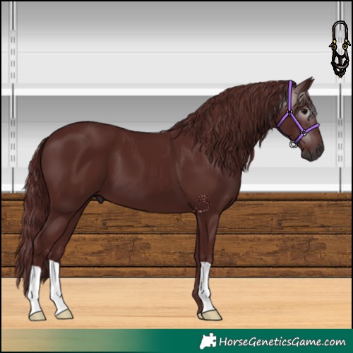 Horse Color:Gray Chocolate Black 