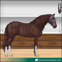 Horse Color:Gray Chocolate Black