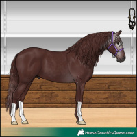 Horse Color:Gray Chocolate Black 