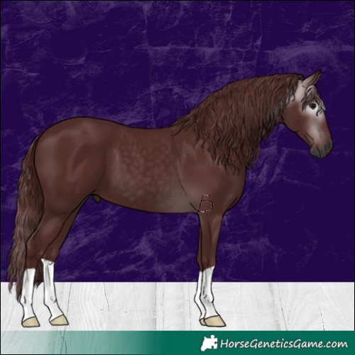 Horse Color:Gray Chocolate Black
