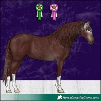 Horse Color:Gray Chocolate Black 