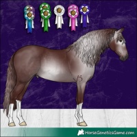 Horse Color:Gray Chocolate Black 