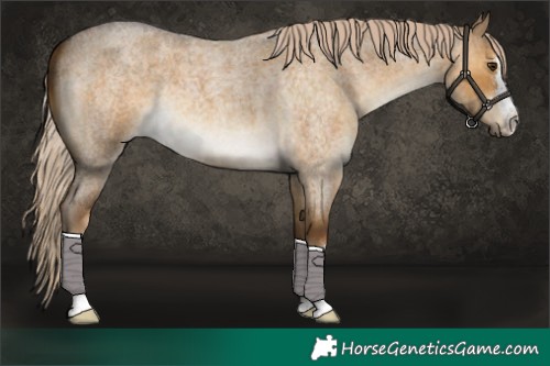 Horse Color:Chocolate Palomino Roan Dun