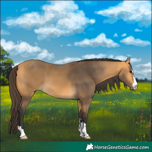 Horse Color:Buckskin