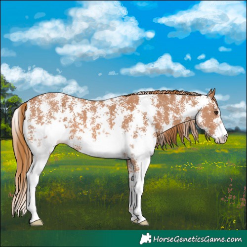 Horse Color:Chestnut Sabino 