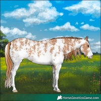 Horse Color:Chestnut Sabino 