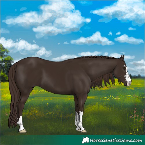 Horse Color:Liver Chestnut