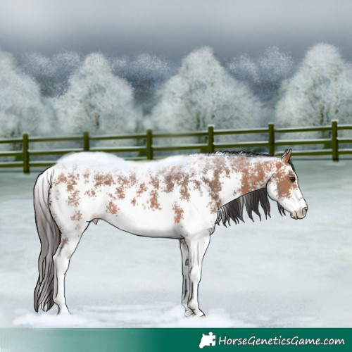 Horse Color:Bay Sabino