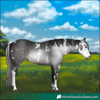 Horse Color:Gray Bay Sabino