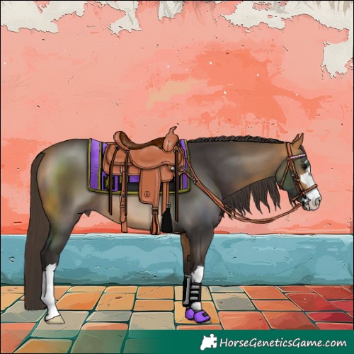 Horse Color:Buckskin