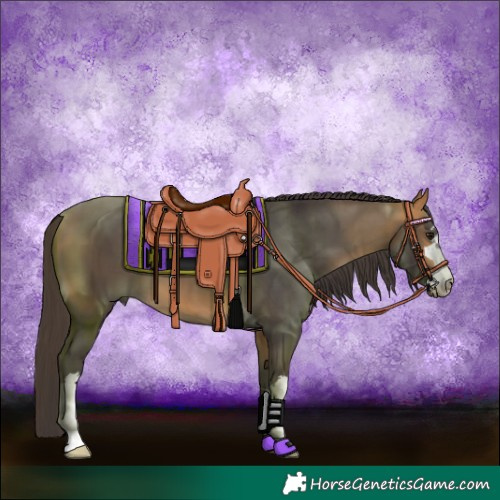 Horse Color:Buckskin 