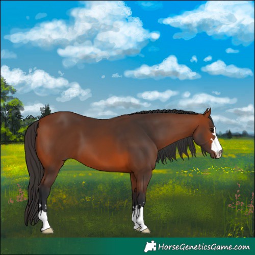Horse Color:Bay 