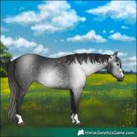 Horse Color:Gray Liver Chestnut Rabicano