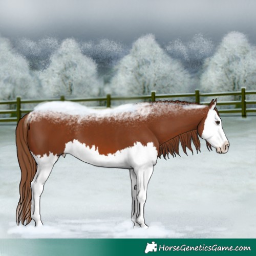 Horse Color:Chestnut Splash 