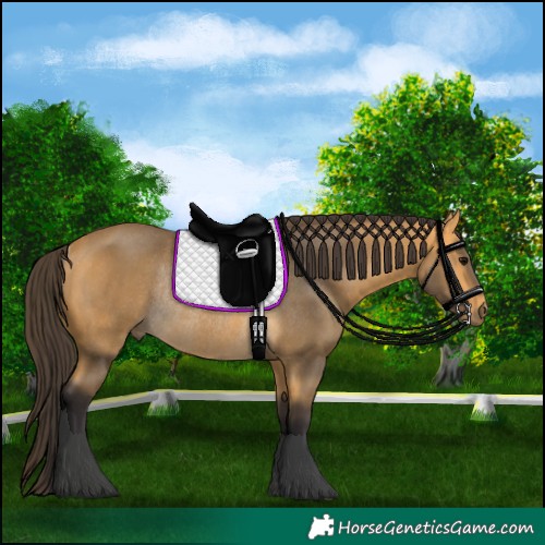 Horse Color:Buckskin Rabicano