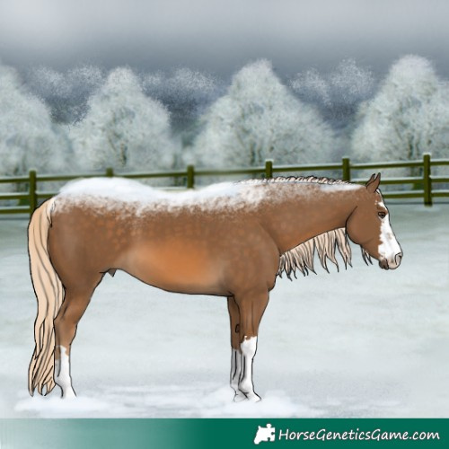 Horse Color:Chocolate Palomino