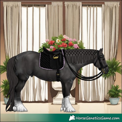 Horse Color:Smoky Black