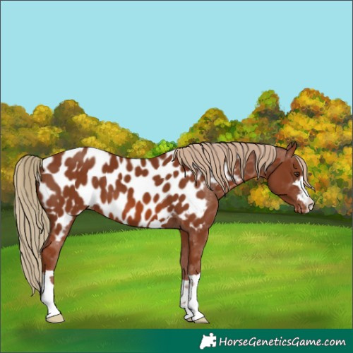 Horse Color:Chestnut Appaloosa 