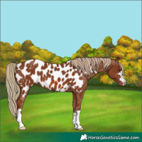 Horse Color:Chestnut Near Leopard 