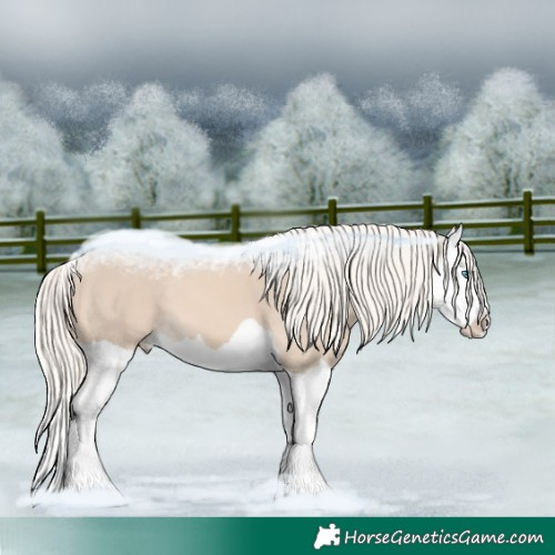 Horse Color:Cremello Splash 