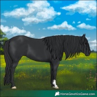 Horse Color:Black 
