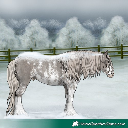 Horse Color:Silver Black Sabino Rabicano 