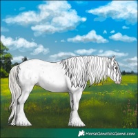 Horse Color:Silver Black Sabino Rabicano 