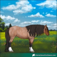 Horse Color:Bay Roan