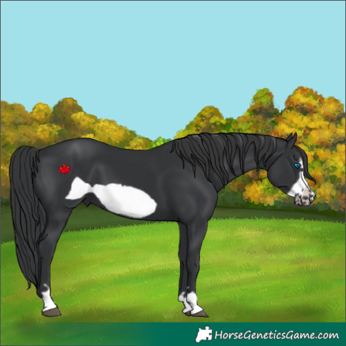 Horse Color:Black Frame