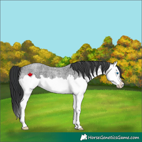 Horse Color:Blue Roan Splash 