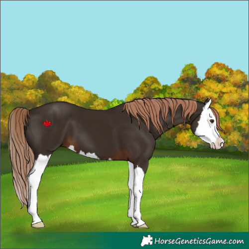 Horse Color:Liver Chestnut Splash 