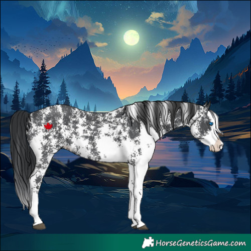 Horse Color:Black Sabino Splash Rabicano